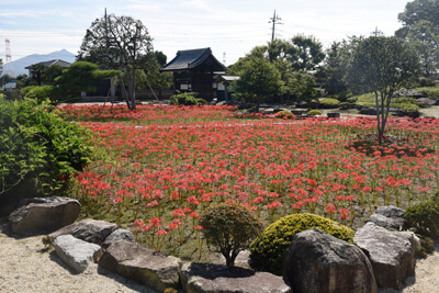 庭園（彼岸花の群生）